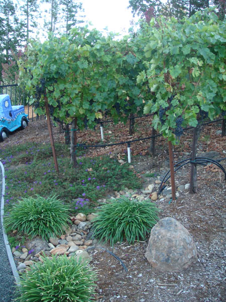 My favorite section of the vineyard