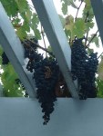 Grapes hanging through the arbor