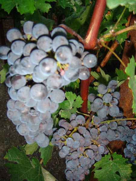 Checking the grapes at night