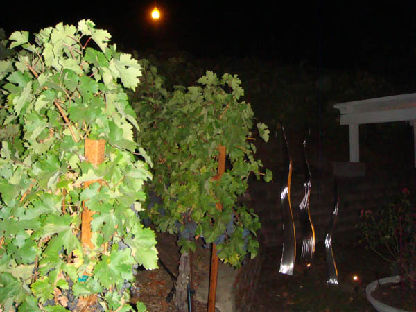 Just before 2010 Harvest