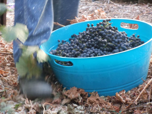My first basket of 2010 grapes