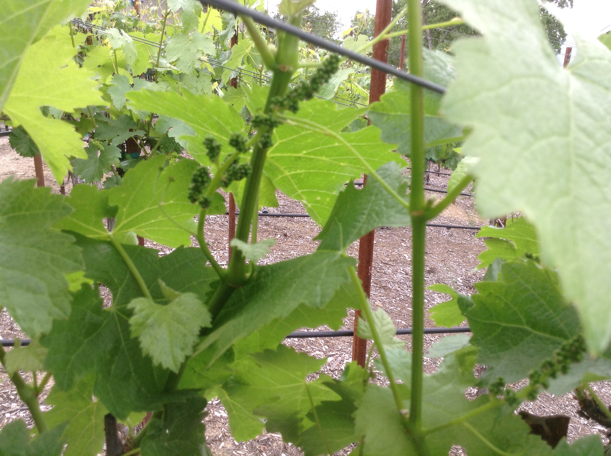 4 weeks after Bud break we have berries forming!