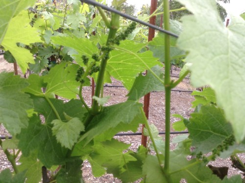 4 weeks after Bud break we have berries forming!